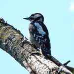 dieser Jungspecht schaute zu wie man am Stamm klopfen muss