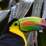 Regenbogentukan, Costa Rica