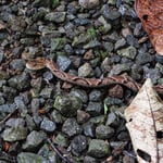 uh giftig, Lanzenotter mitten auf dem Weg, Costa Rica 