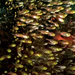 Glasfische am Wrack, 2022