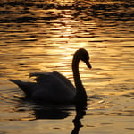 Sunset am Greifensee