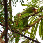 Weissstirnamazone, Guachipelin