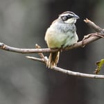 Rotschwanzammer, Costa Rica 