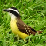 Schwefelmaskentyrann, Costa Rica