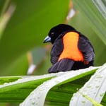 Cherrietangare, La Fortuna, Costa Rica