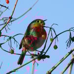 Rotkehlchen schnappt sich eine Beere