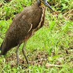 Tigerreiher, Costa Rica