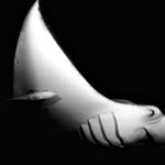 Eleganz pur, Malediven 2022