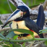 Halsbandarassari, Karibikküste, Tortugero, Costa Rica