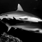 Shark-Couple, Malediven 2022