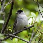 Herr Mönchgrasmücke