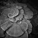 Bunaken Nordsulawesi