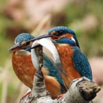 Herr Eisi hat ein Brautgeschenk