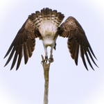 Fischadler am Flachsee