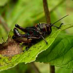 ...irgend ein Star-Wars-Hüpfer :), Costa Rica 