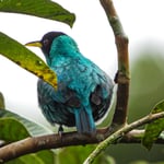 Honeycreeper männlich, Costa Rica