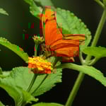 Schmetterling, Costa Rica 