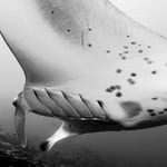 Gigantisch, Malediven 2022