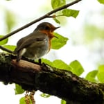 Rotkehlchen am Singen