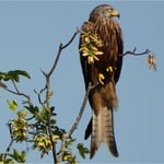 Rotmilan in ganzer Schönheit 