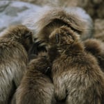 Gruppenchat auf äffisch 