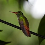 Kolibri, Karibikküste, Costa Rica 