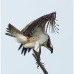 Fischadler, was für ein schönes Tier