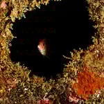 Soldatenfisch im Wrack, 2022