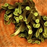 Anemone Detail, 2022