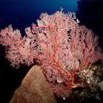 Softkoralle