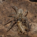 Nosferatudame mit Asyl bei mir