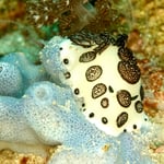 Trauerschnecke, Alor 