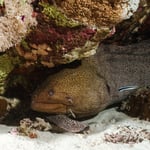 Muräne mit Haken :(