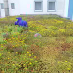 Schiller Gartengestaltung - Garten und Landschaftsbau Cuxhaven - Gewerbekunden - Dachbegrünung