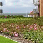 Schiller Gartengestaltung - Garten und Landschaftsbau Cuxhaven - Gewerbekunden - Dachbegrünung