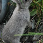 Unsere "Haustiere" Bunny Grey