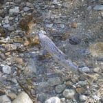 Ein Lachs, aber.....