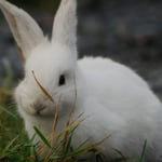 Unsere "Haustiere" Bunny White