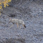 Ein Koyote