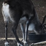 North Pole bei Santa