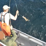 jep da hanget eine drane