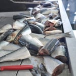 mhhh Köder für die Fische