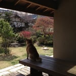 カフェあくら(松本市)－カフェ部分インナーデッキ