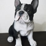 フレンチブルのオブジェです。とっても可愛いですよ～♪　W170×H175×D110㎜　￥3,630