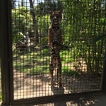 ....hoppla. Ich schwöre, ich habe kein Kotelett hingehalten.