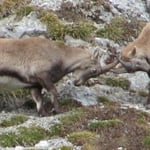 AKUT Bergtour, Tirol, Karwendel, Nordkette