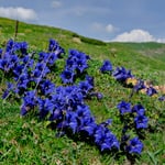 Gentianes acaules subsp occidendalis 