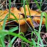 Girolles
