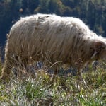 Les montées en estives en mai 