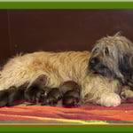 Scarlet mit Welpen 27.10.2010